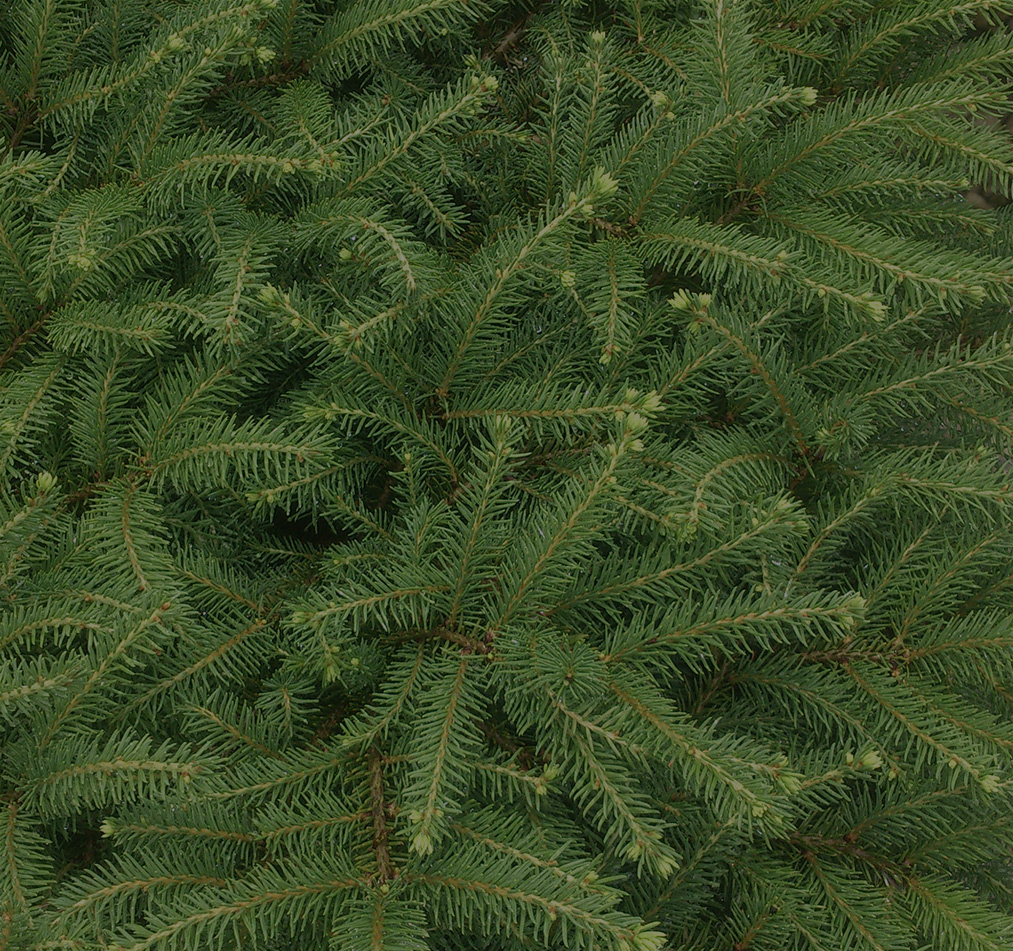 Pine Tree - Ammon Nursery